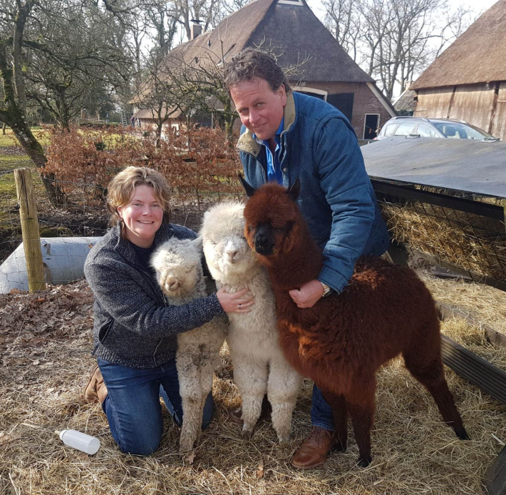 alpacas-aagtekerke-walcheren alpacas aagtekerke walcheren