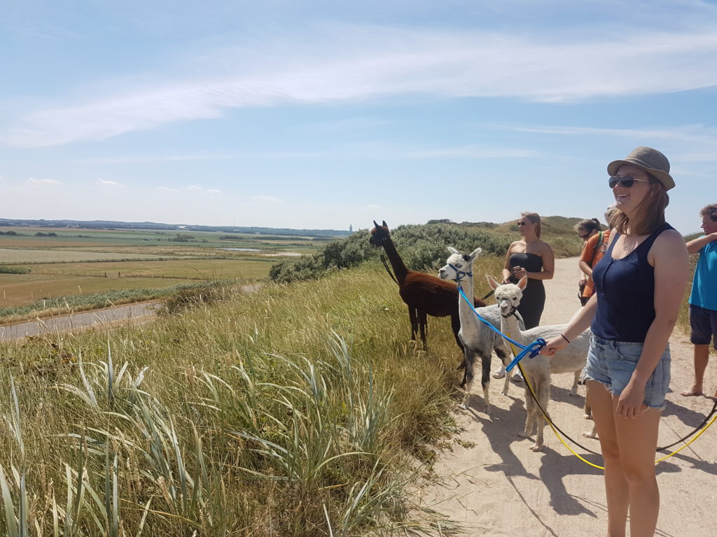 Alpacawandeling Domburg Alpacawandeling Domburg