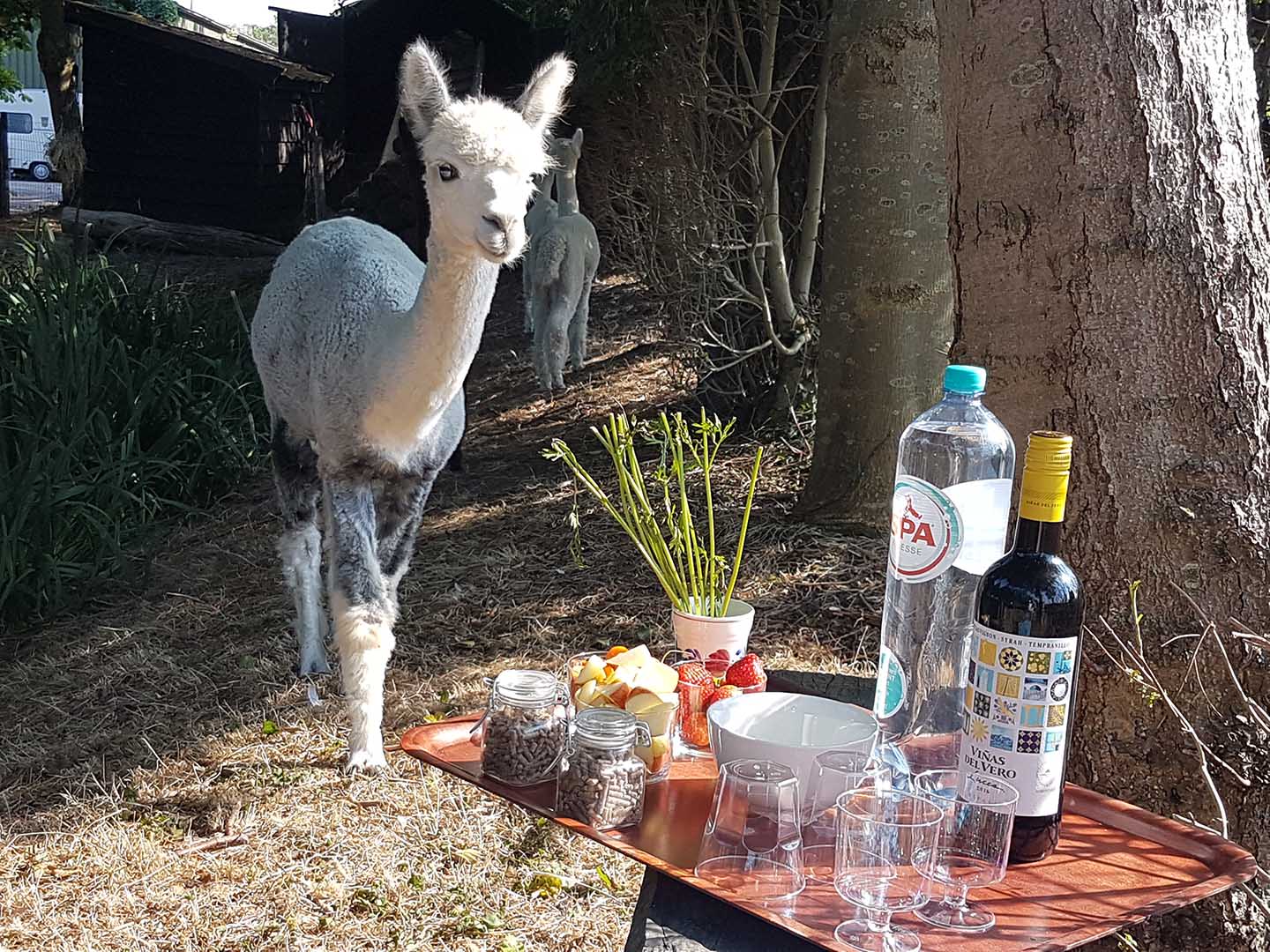 Alpaca Zeeland Boerderij