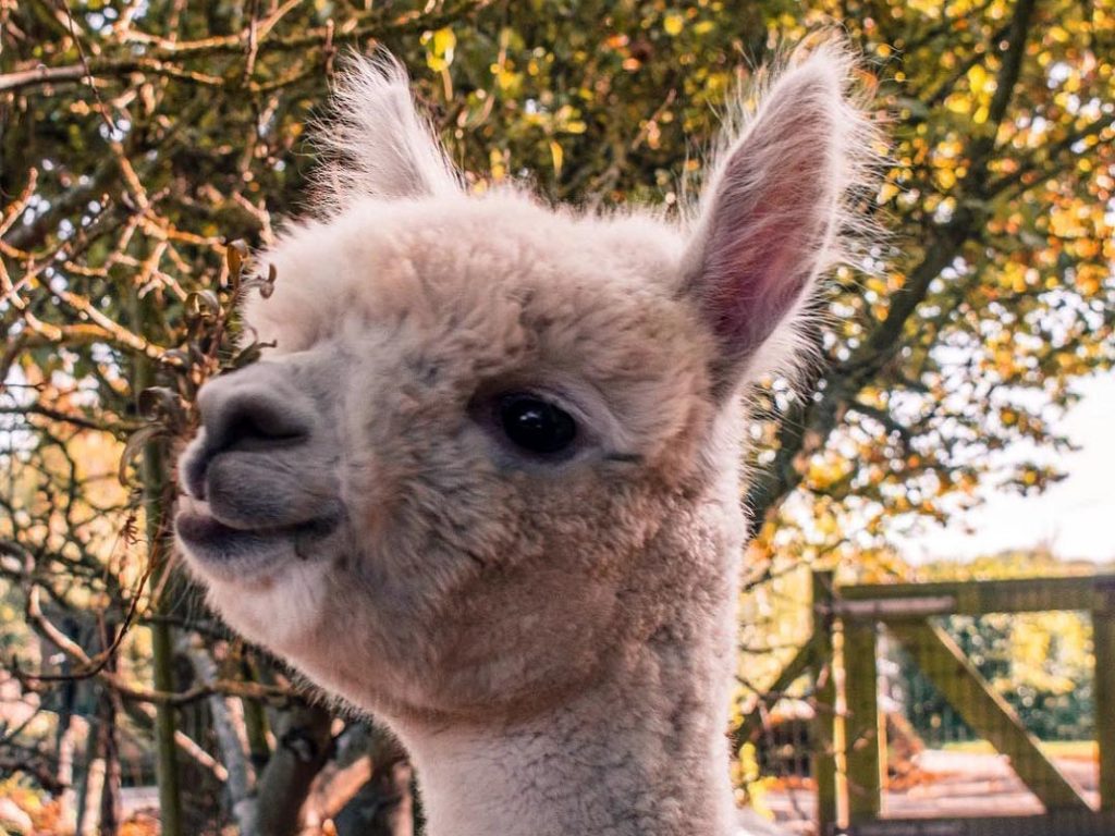 alpaca Aafje