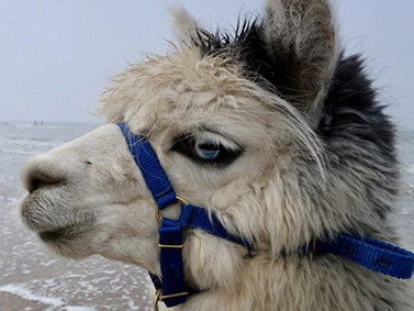 alpaca-alpha