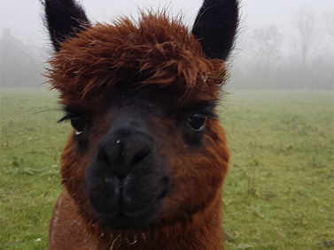 alpaca-arenda