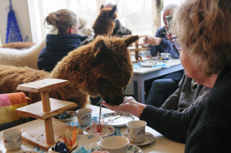 alpaca-high-tea-zeeland