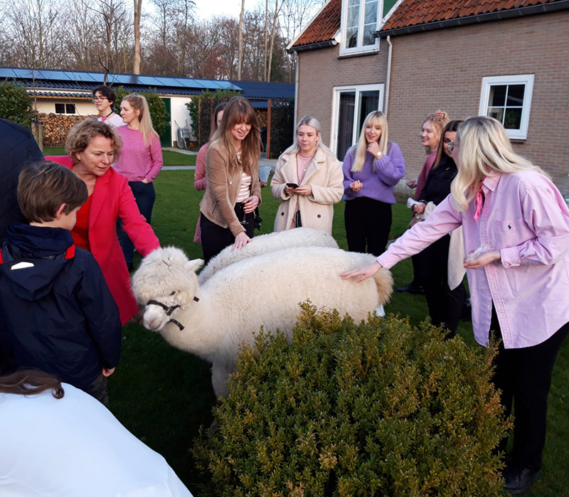 alpacas-op-locatie