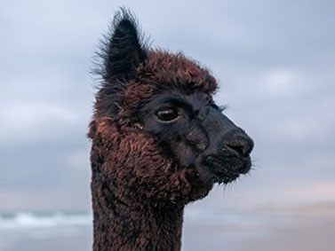 alpaca-bonne-2020