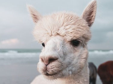 alpaca_ada-2020