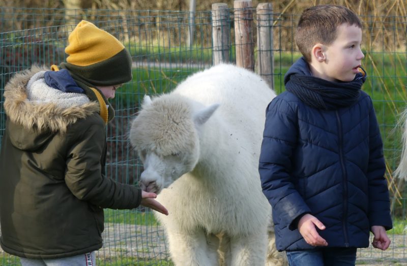 kinderfeestje Jonge Knuffel alpaca
