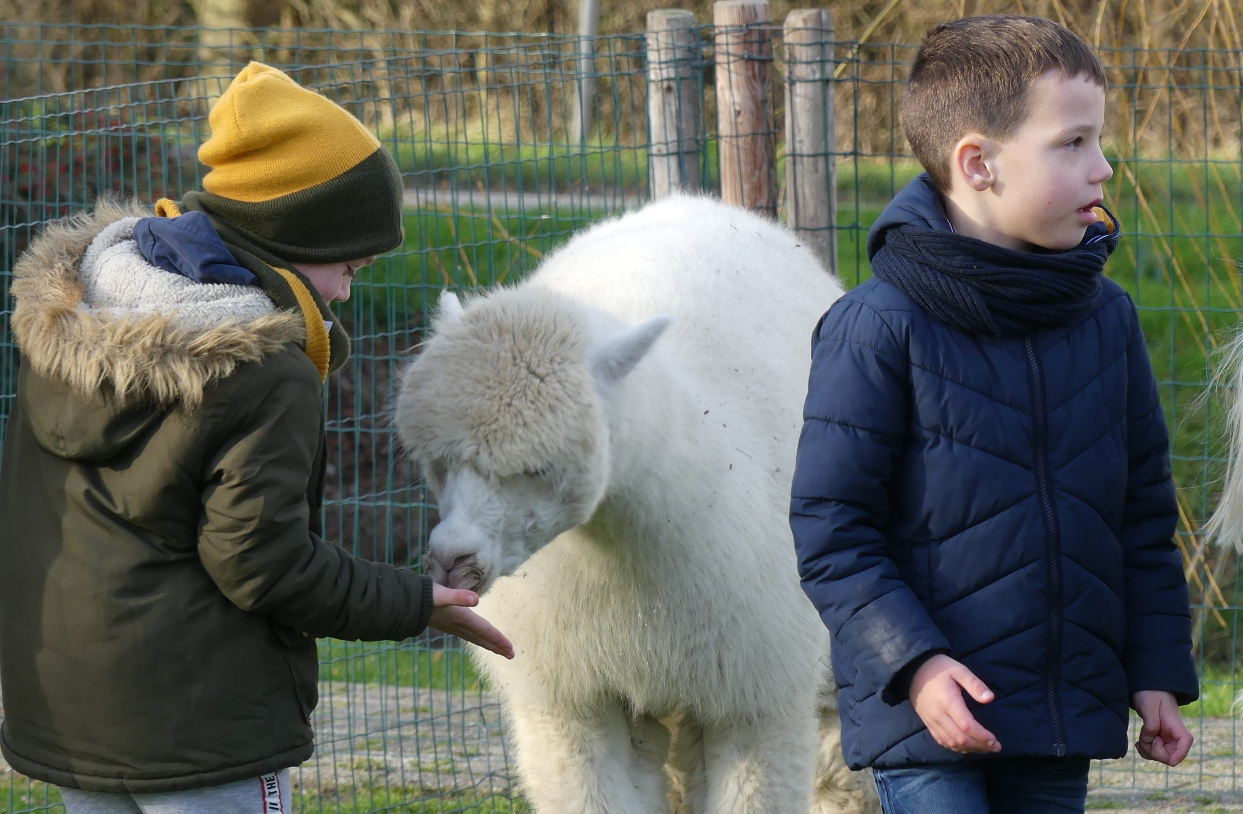 P1050105 kinderfeestje Jonge Knuffel alpaca