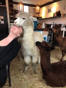 knuffelen met alpacas