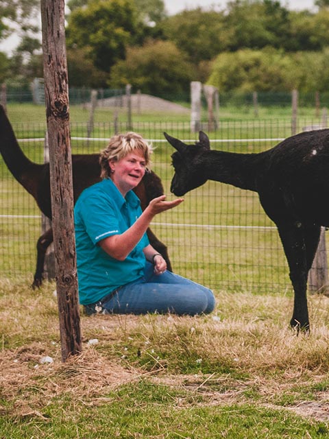 alpaca rescue