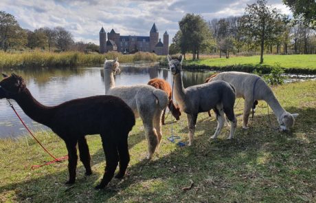 alpaca wandeling domburg