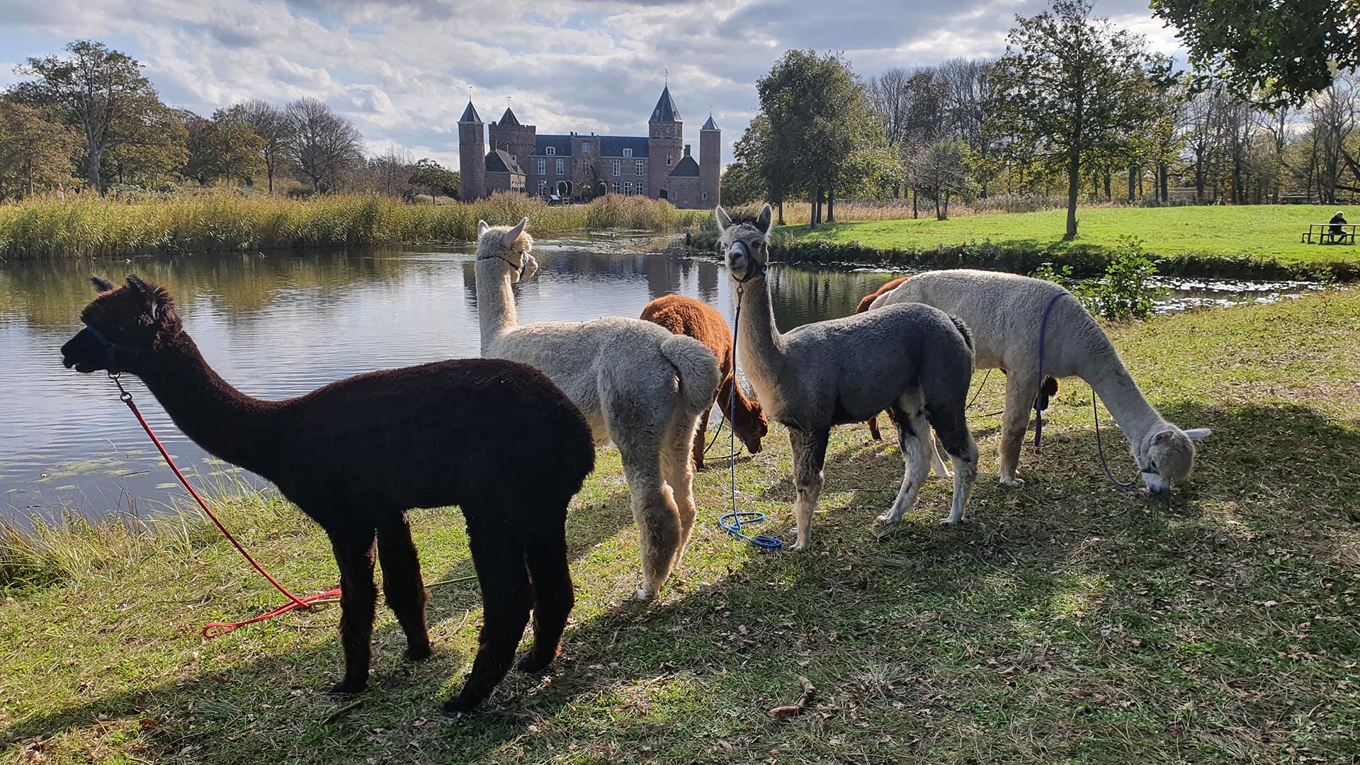 alpaca wandeling domburg