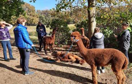 alpaca wandeling oostkapelle