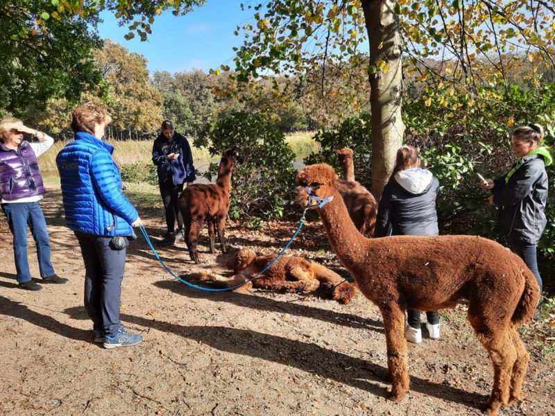 alpaca wandeling oostkapelle alpaca wandeling oostkapelle