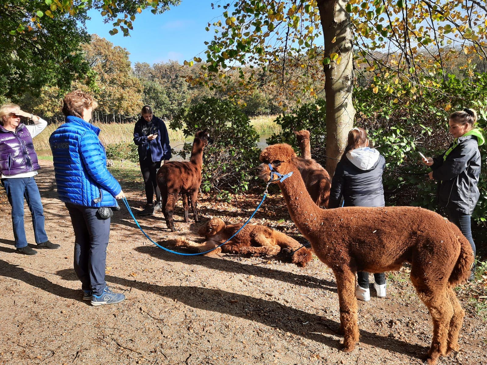 alpaca wandeling oostkapelle