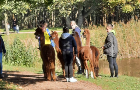 alpaca wandeling walcheren