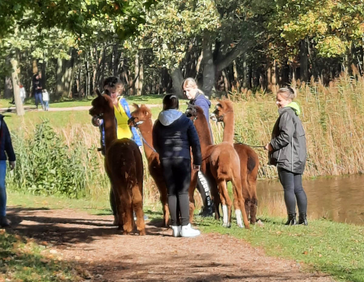 alpaca wandeling walcheren