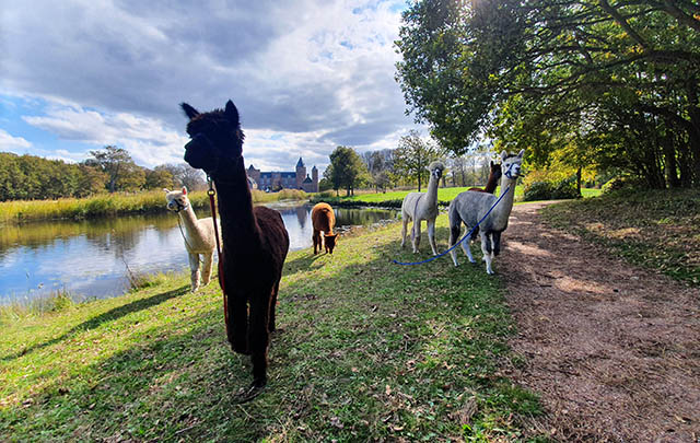 kasteelwandeling met alpacas