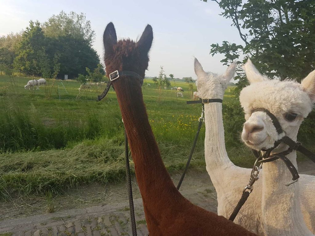 landerijen wandeling alpacas landerijen wandeling alpacas