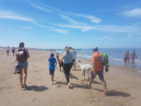 strandwandeling met alpacas strandwandeling met alpacas
