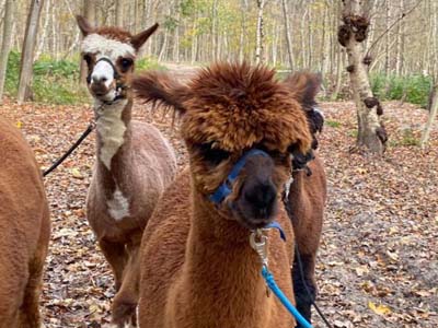 corona-alpaca-bos