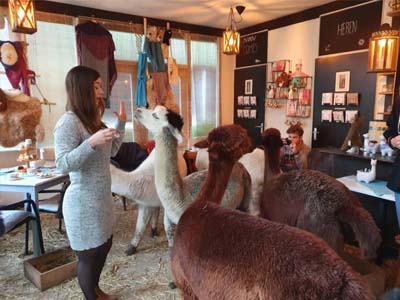corona-alpaca-hightea