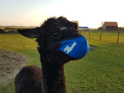 corona-alpaca-mondkapje