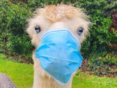 corona-alpaca-mondkapje2