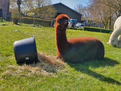 corona-alpaca-picknick