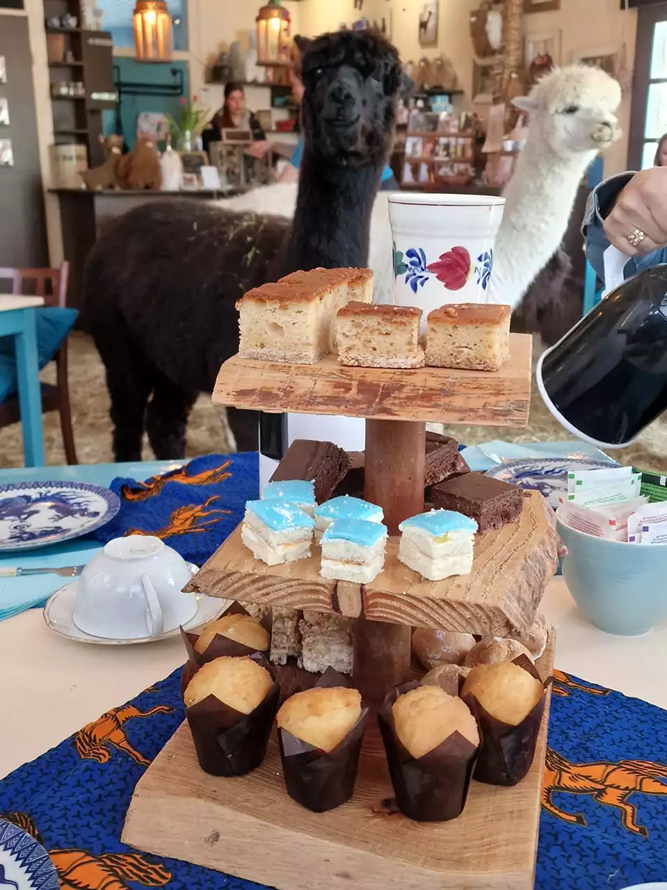 alpaca hightea