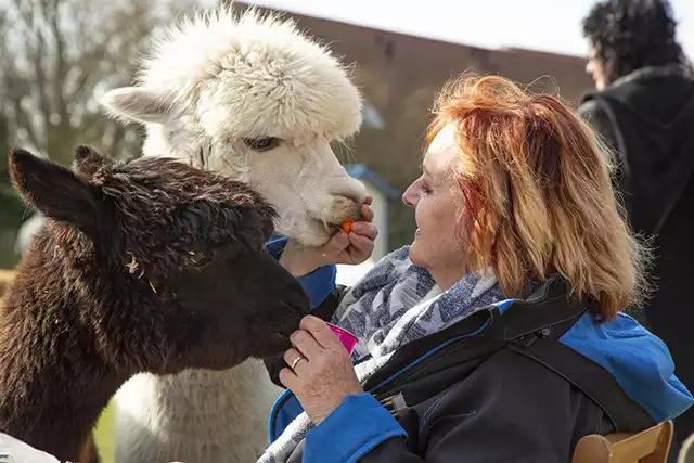 alpaca picknick alpaca picknick