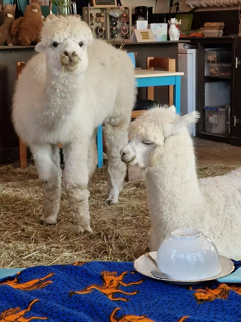 high tea met alpacas