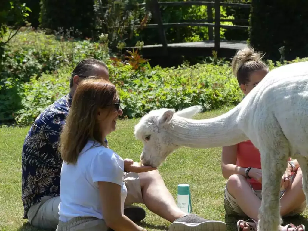 picknick-met-alpacas