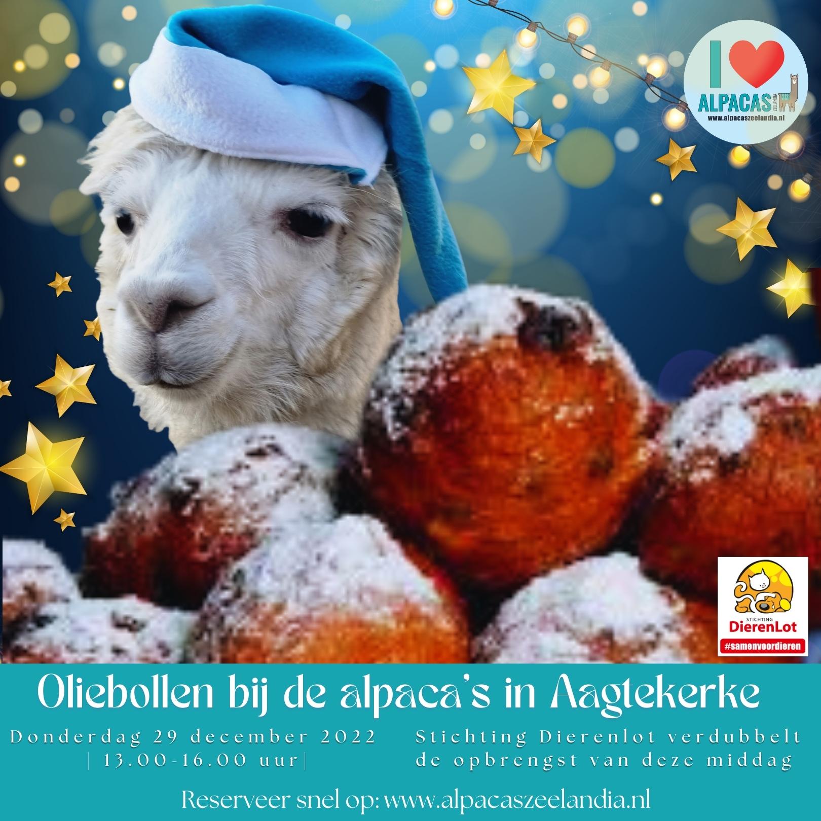 Oliebollen bij de alpaca’s