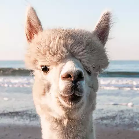 aafje