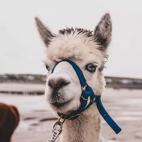 alpha