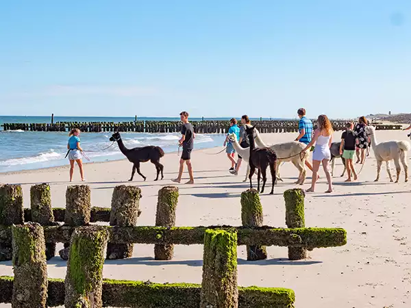 alpacawandeling-strand