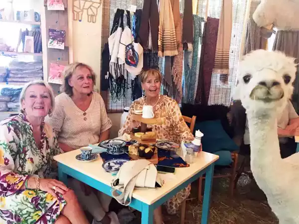 alpaca high tea