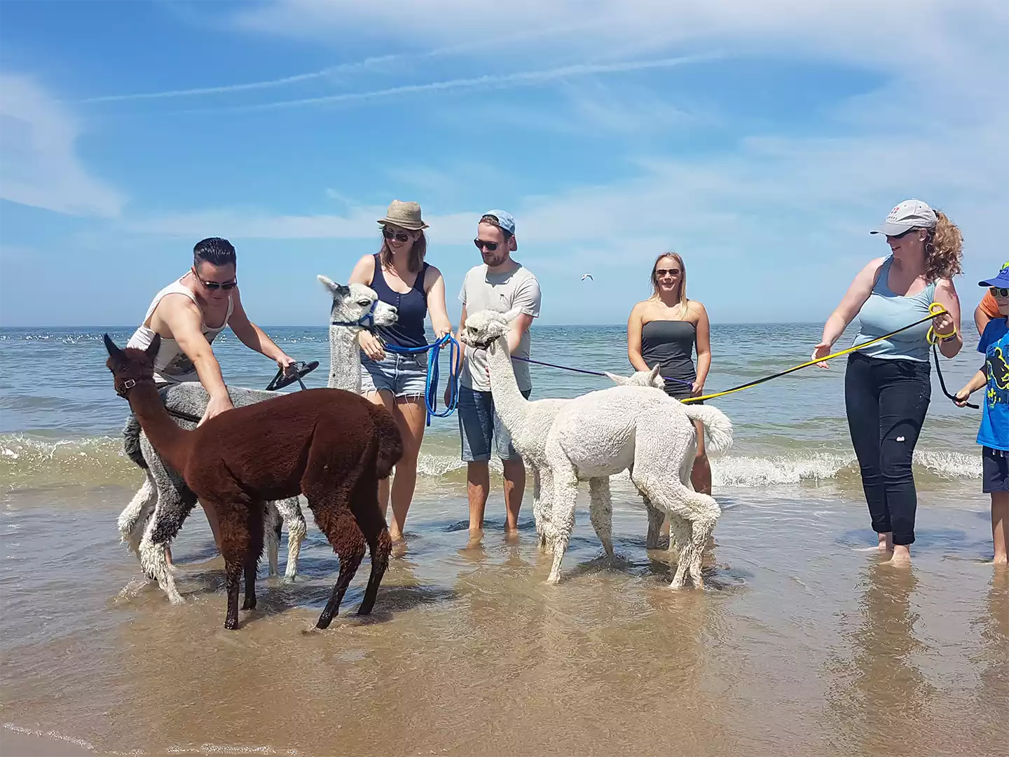 alpaca strandwandeling