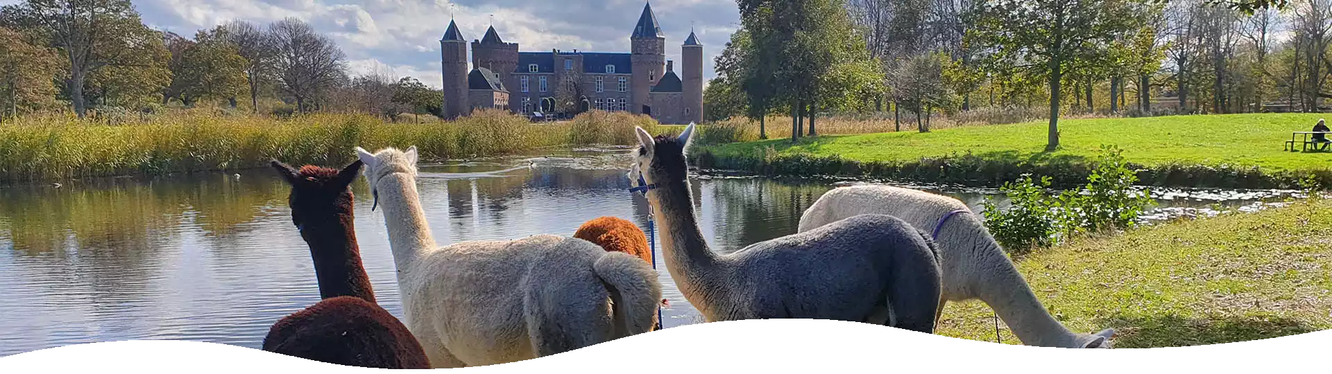 kasteelwandeling alpacas