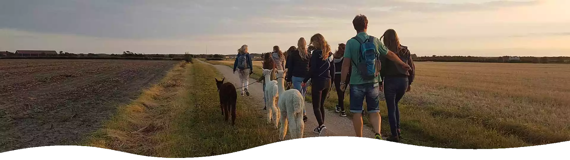 wandeling alpacas zeeland
