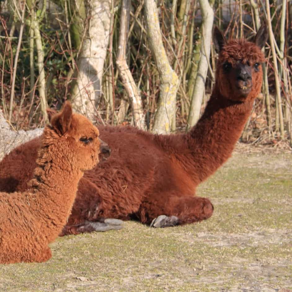 Donna en Daan – vierkant gecomprimeerd-min