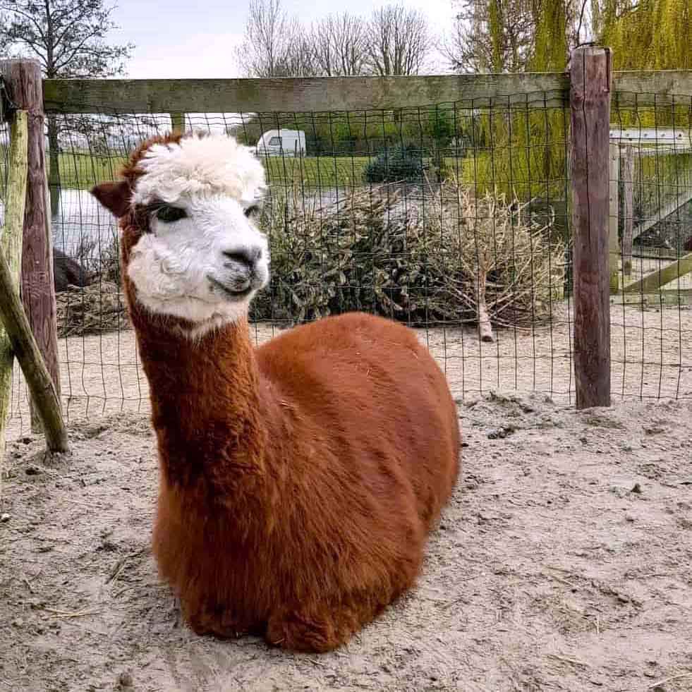 Jona in de paddock, maart 2024