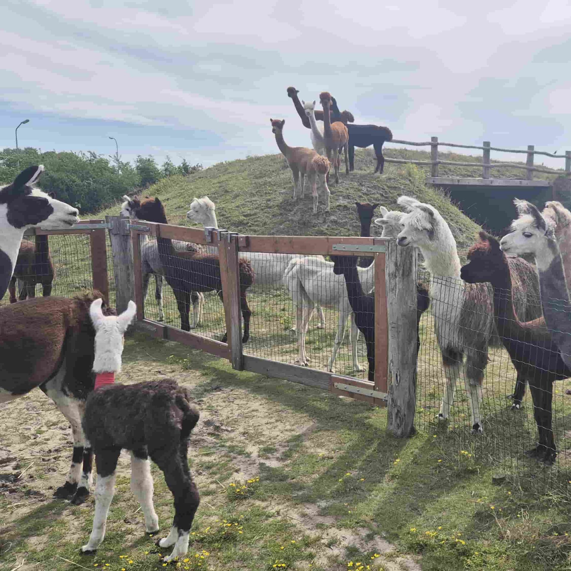 1 – Alle dieren verwelkomen Camillio -min