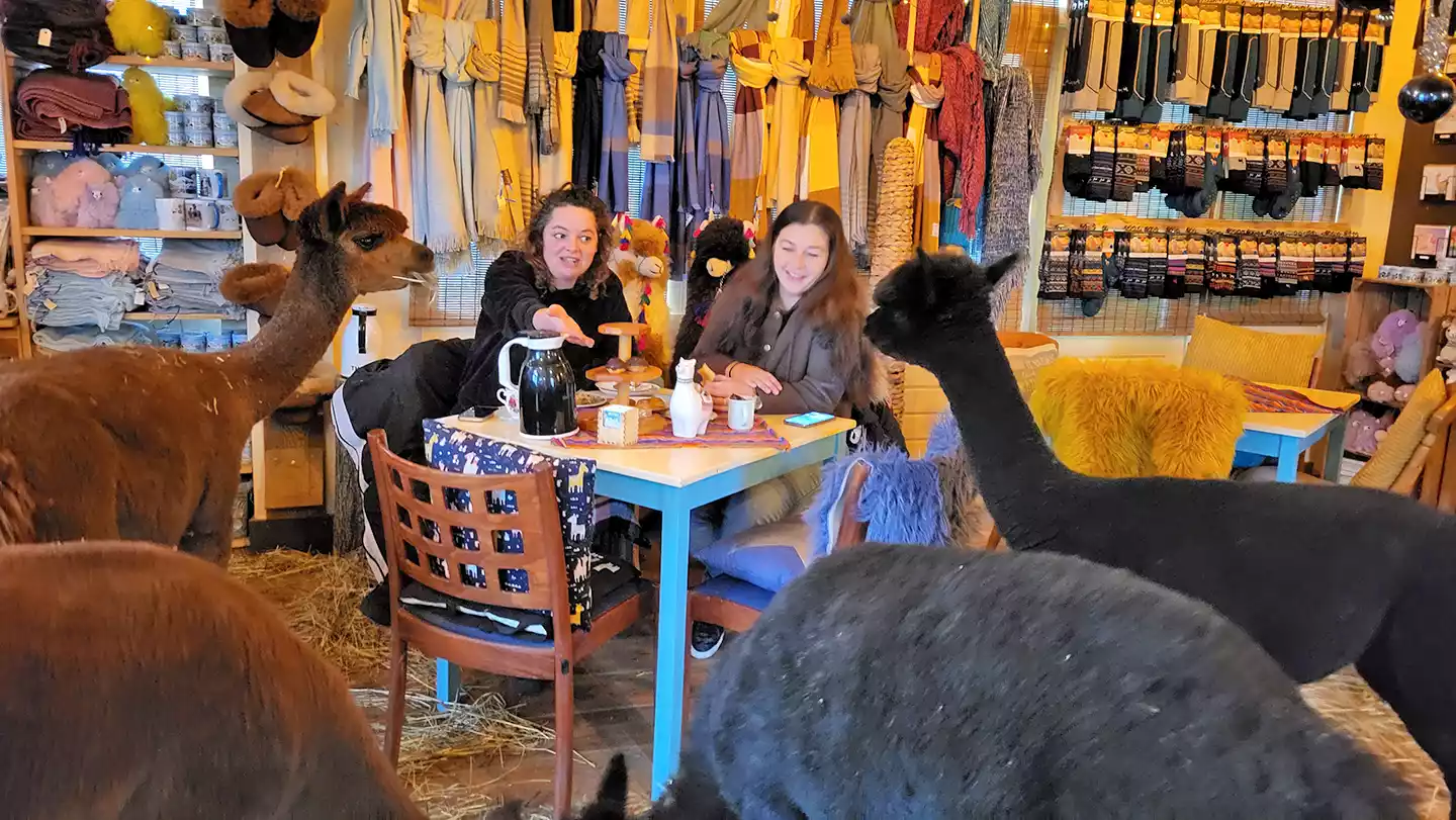 high tea met onze alpaca's