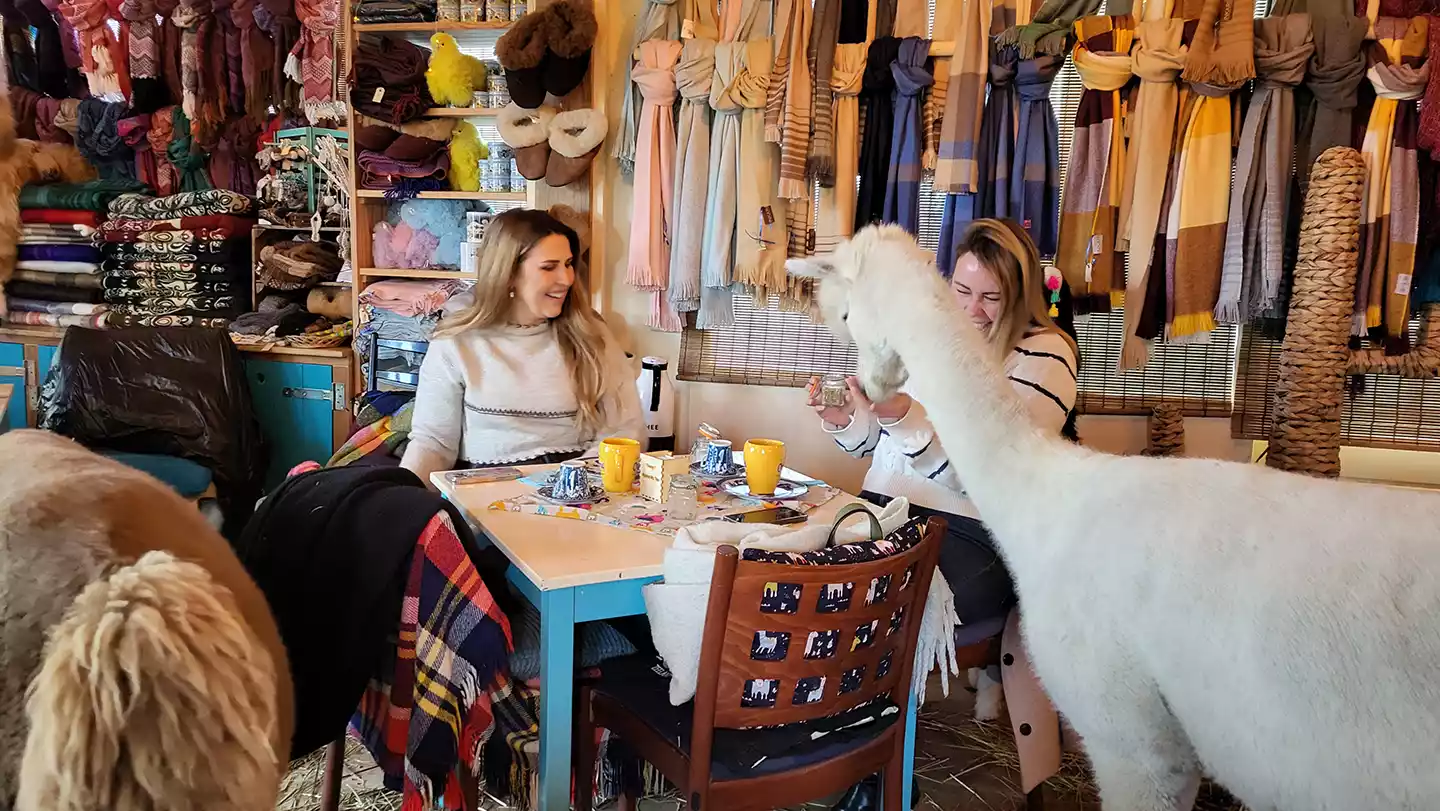 lekker lachen tijdens onze high tea met alpaca's
