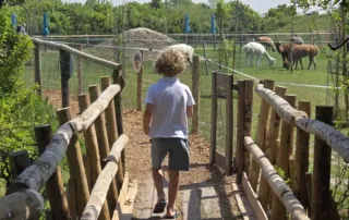ga je mee naar het alpaca belevingspad