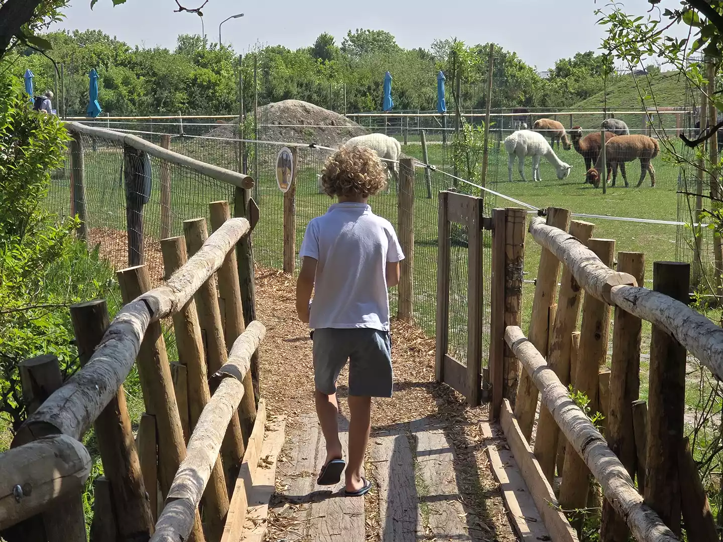 ga je mee naar het alpaca belevingspad ga je mee naar het alpaca belevingspad