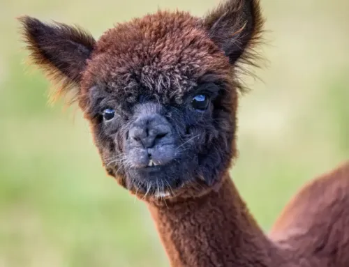 Kleine Pim wordt groot