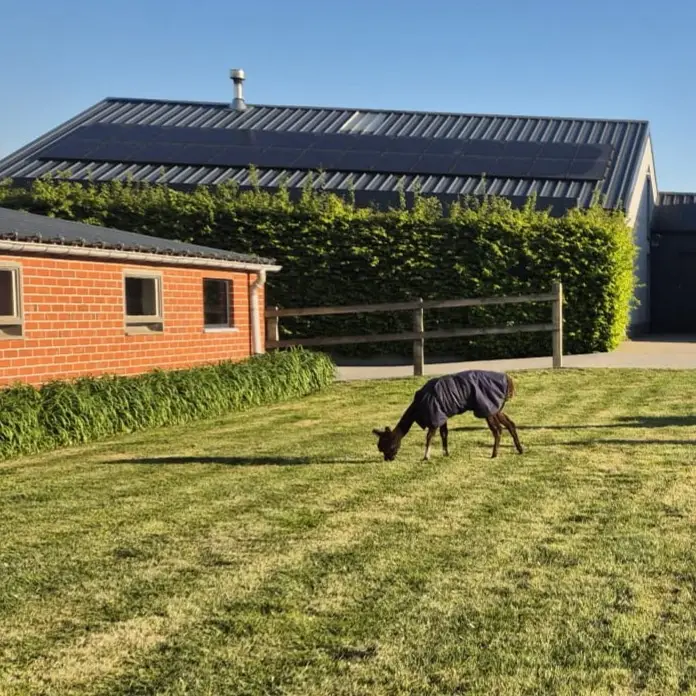Pim auf dem Gras bei der Klinik